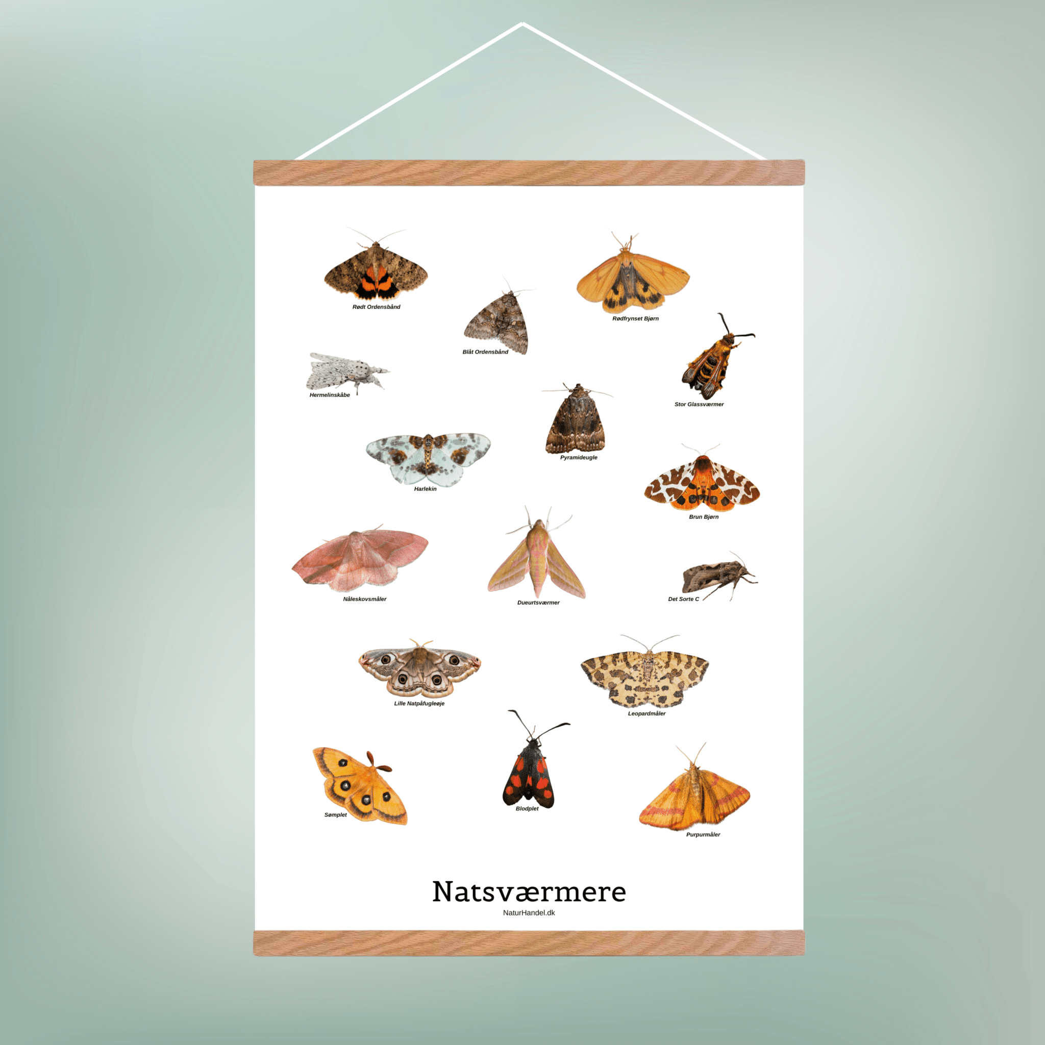 Natsværmer Plakat - NaturHandel.dk