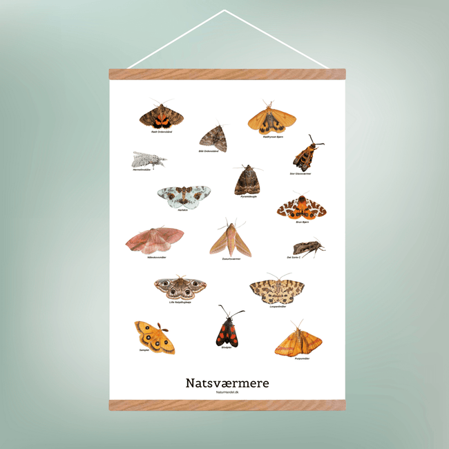 Natsværmer Plakat - NaturHandel.dk