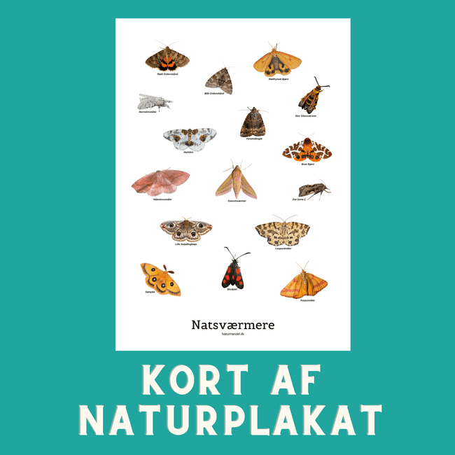 NATSVÆRMERE A6 KORT - NaturHandel.dk
