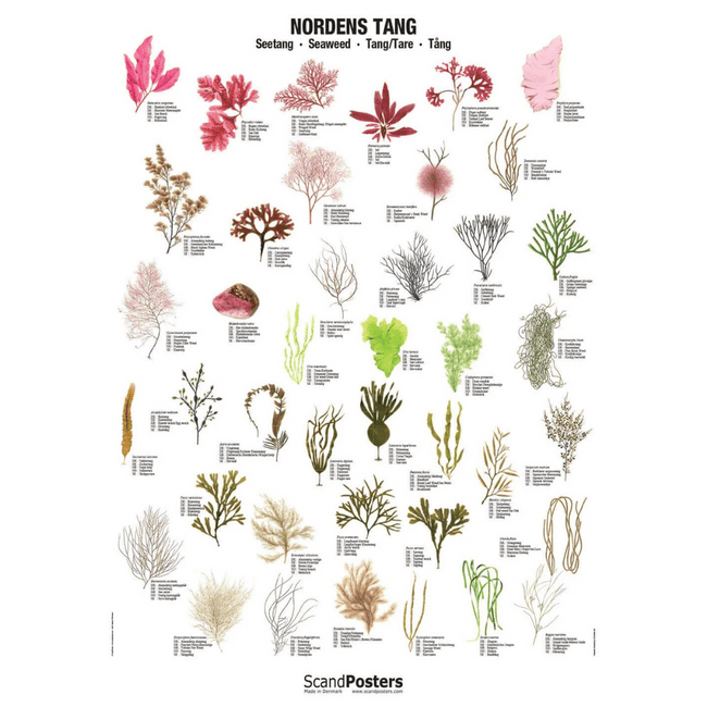 Nordens Tang Plakat 70x100 - NaturHandel.dk