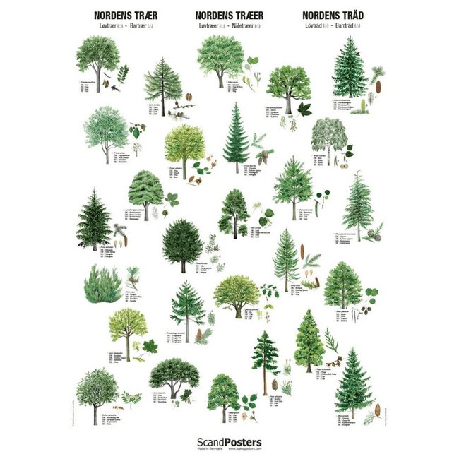 Nordens Træer Plakat 70x100 - NaturHandel.dk