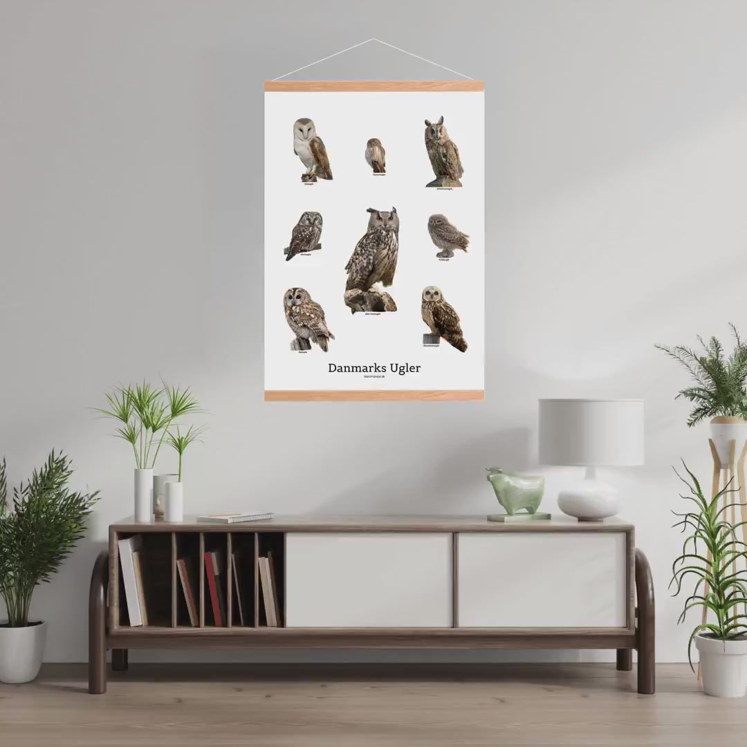 Indlæs video: Danmarks ugler – plakat, 50 × 70 cm