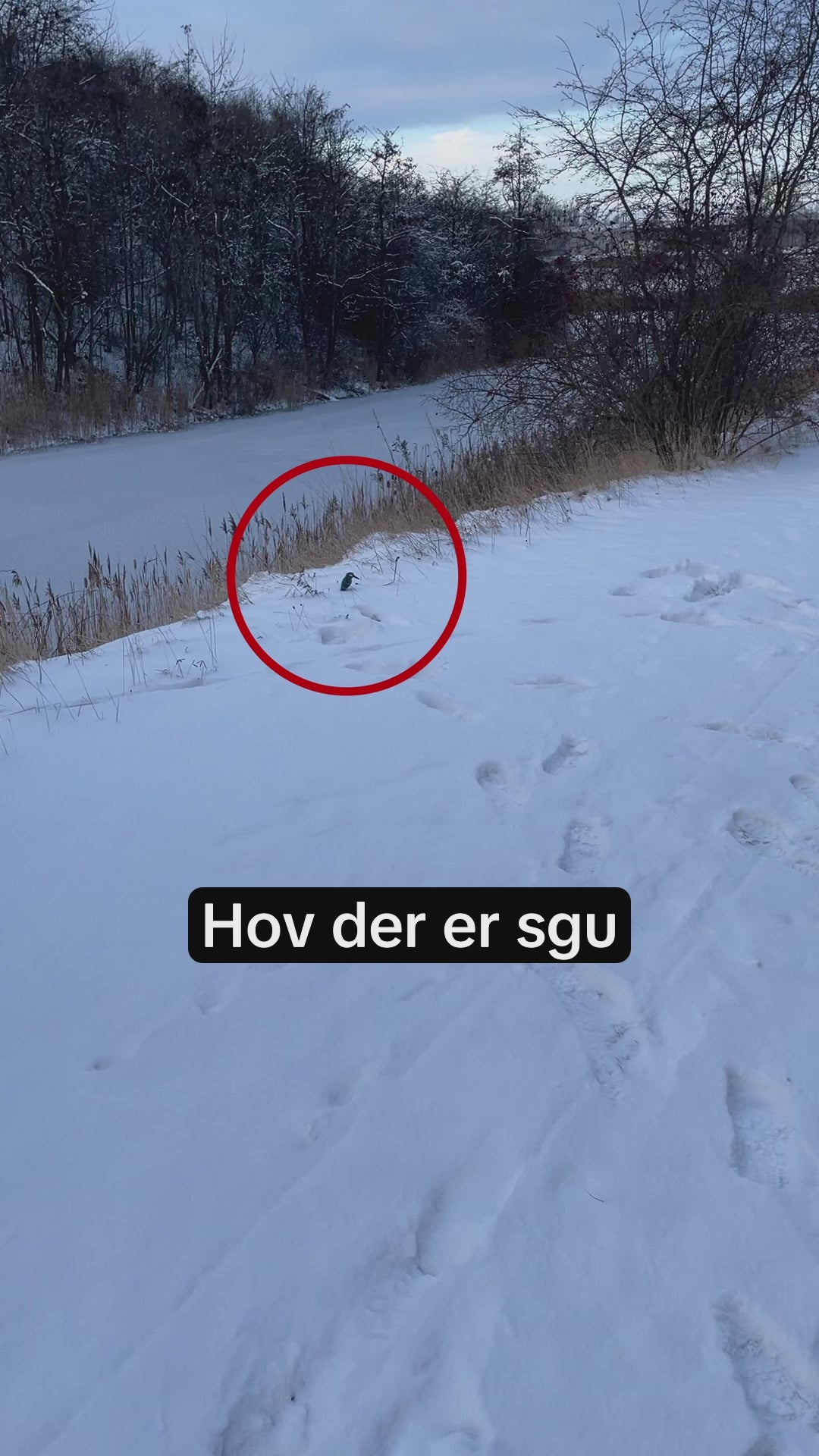 Indlæs video: Isfugl