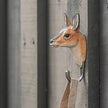 Rådyr knage | Håndskåret Knage fra Wildlife Garden