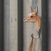 Rådyr knage | Håndskåret Knage fra Wildlife Garden