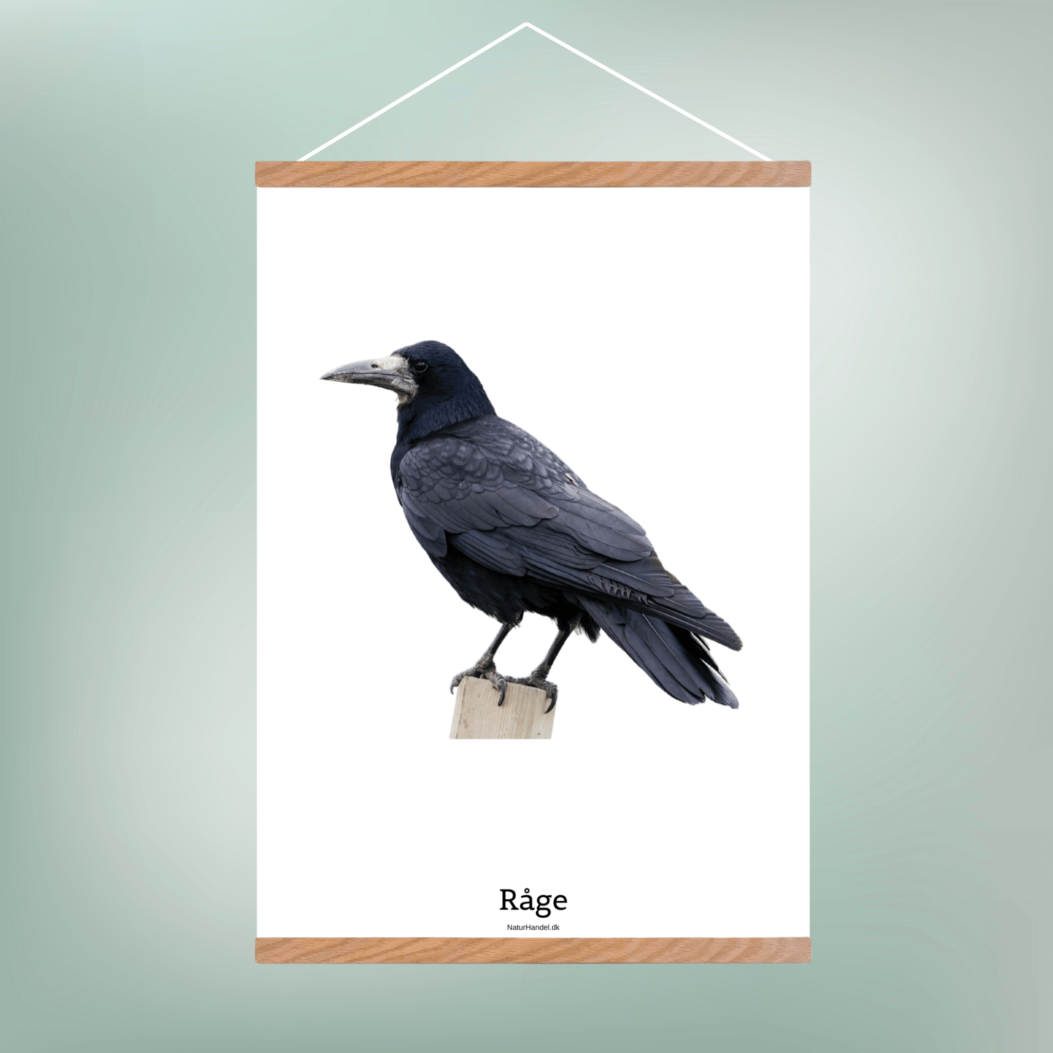 Råge - NaturHandel.dk
