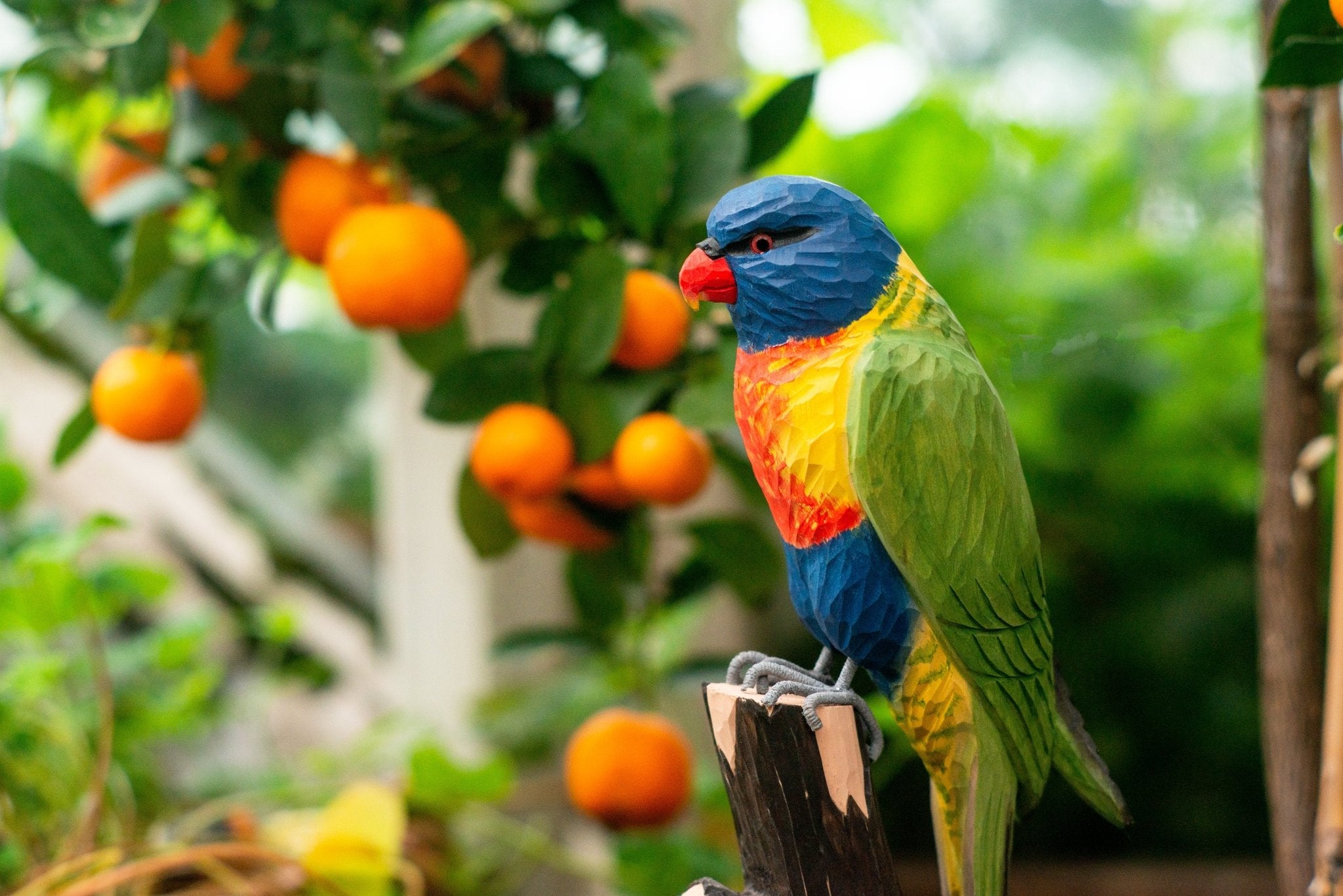 Regnbuelori DecoBird - NaturHandel.dk