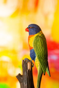 Regnbuelori DecoBird - NaturHandel.dk