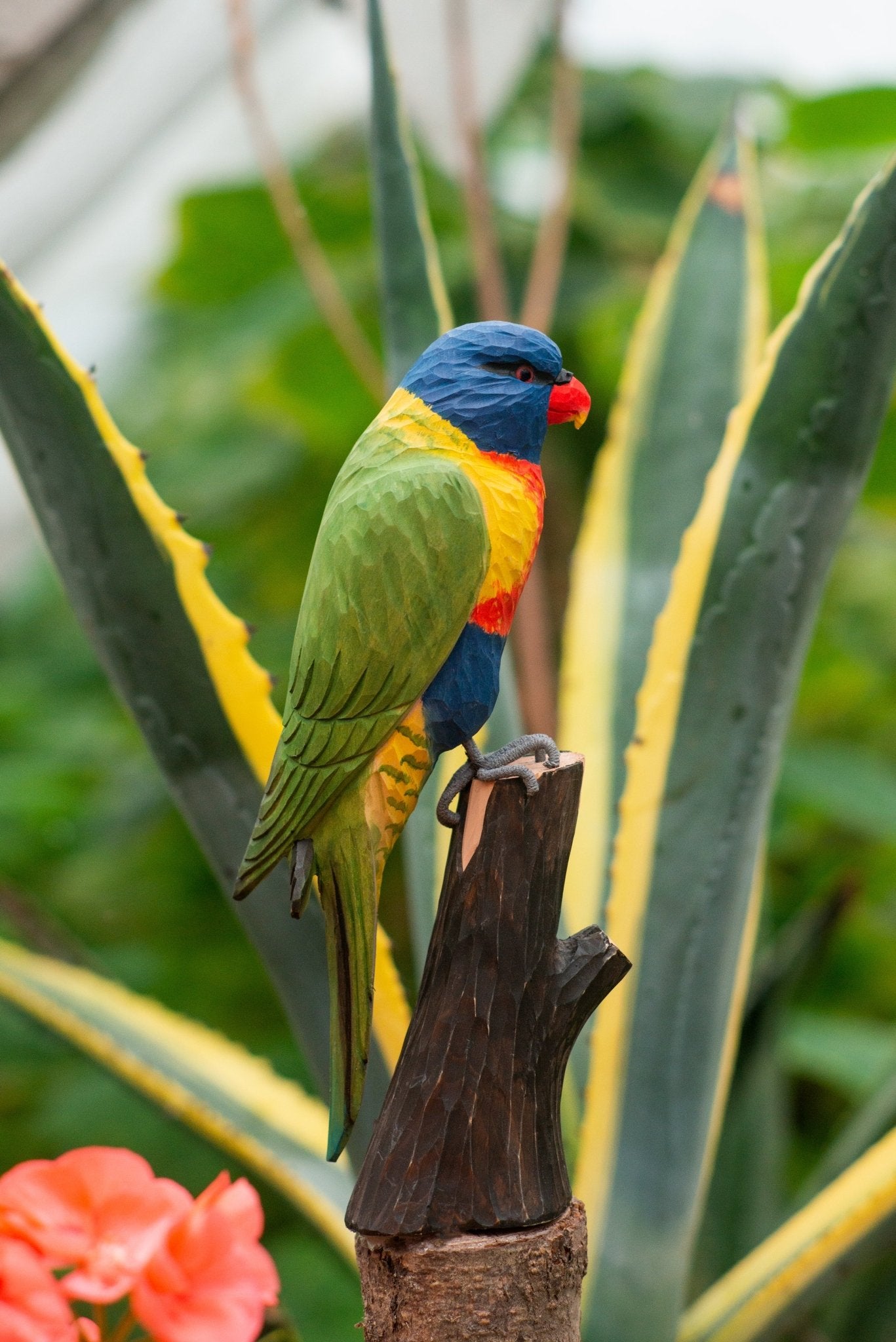 Regnbuelori DecoBird - NaturHandel.dk