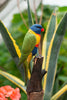 Regnbuelori DecoBird - NaturHandel.dk