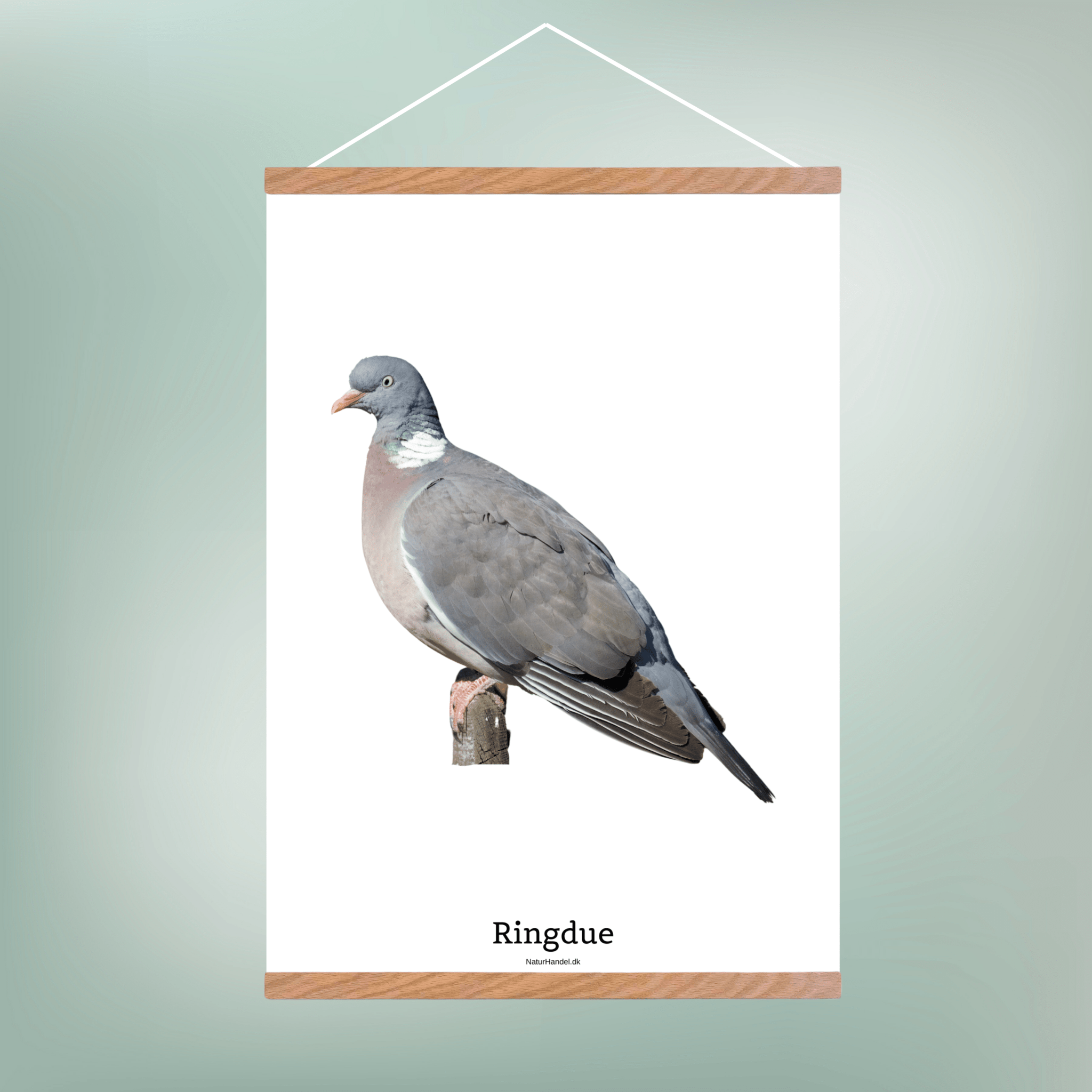 Ringdue - NaturHandel.dk