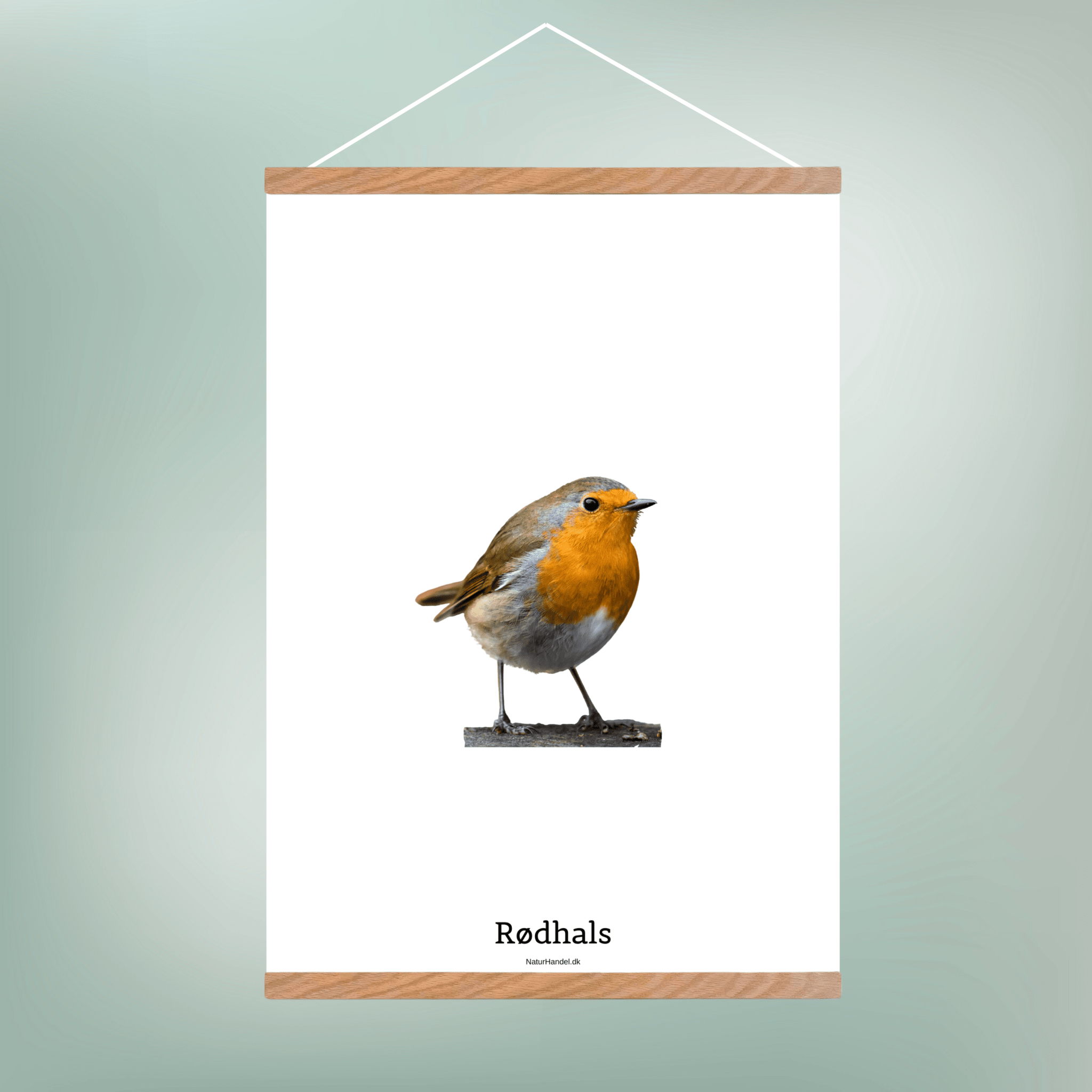 Rødhals - NaturHandel.dk