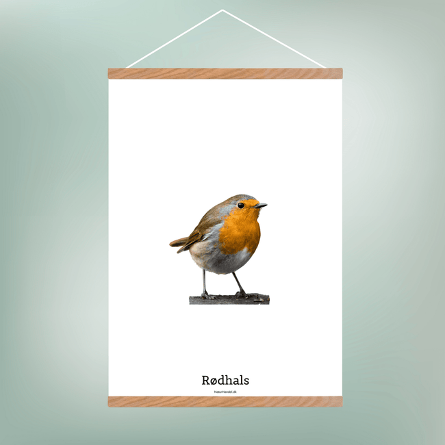 Rødhals - NaturHandel.dk