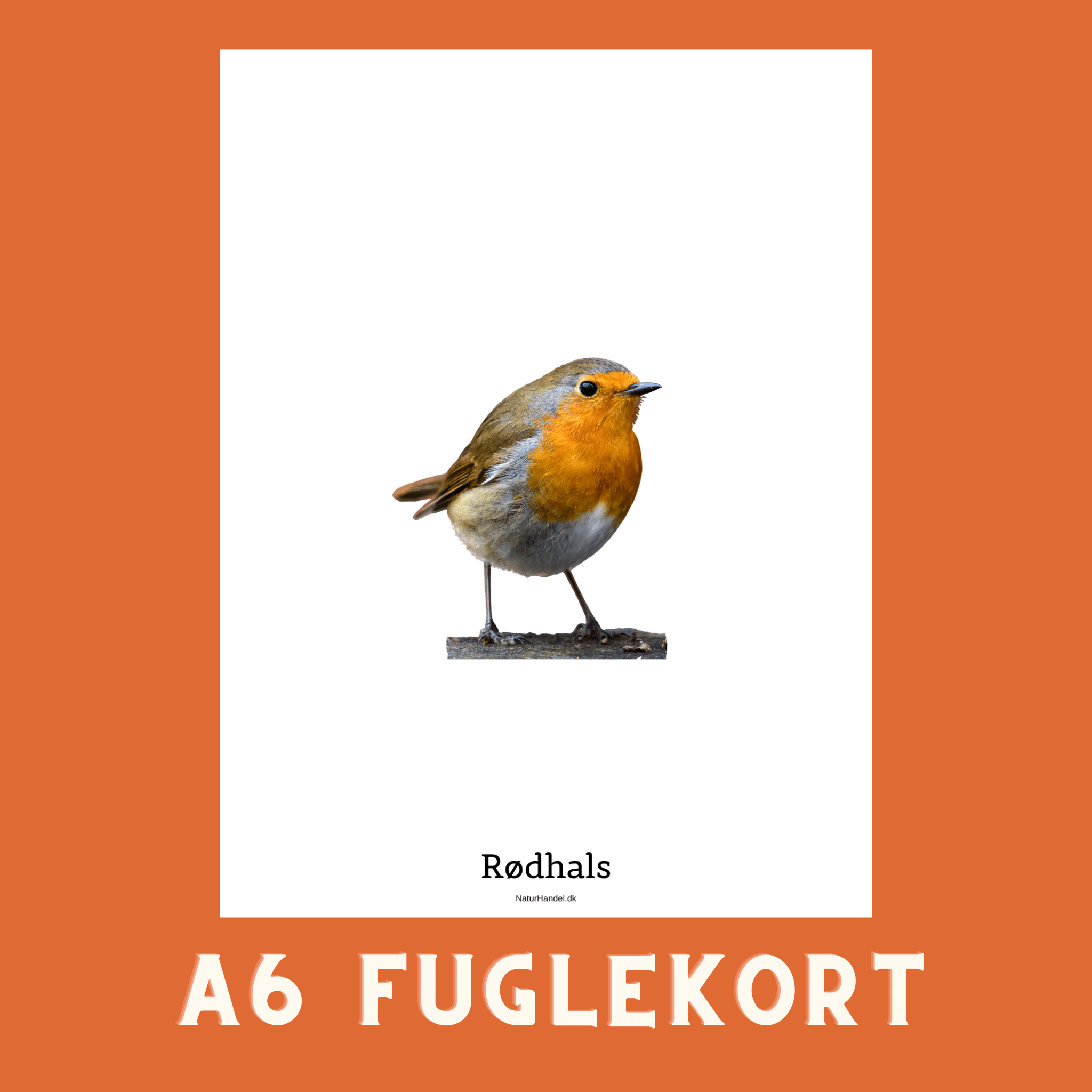 RØDHALS A6 FUGLEKORT - PR. STK. - NaturHandel.dk