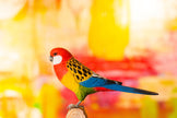 Rosellaparakit DecoBird - NaturHandel.dk