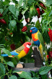 Rosellaparakit DecoBird - NaturHandel.dk