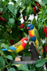 Rosellaparakit DecoBird - NaturHandel.dk