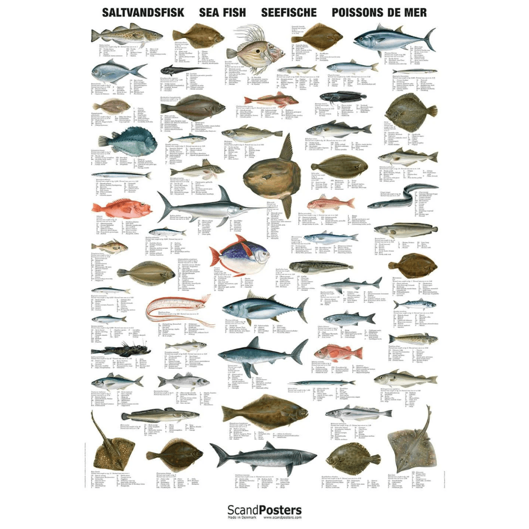 Saltvandsfisk plakat 70x100 - NaturHandel.dk
