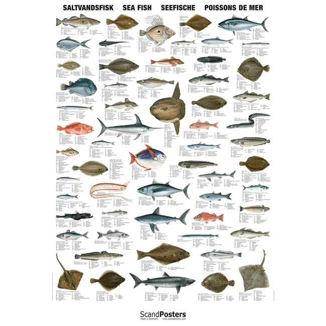 Saltvandsfisk plakat 70x100 - NaturHandel.dk