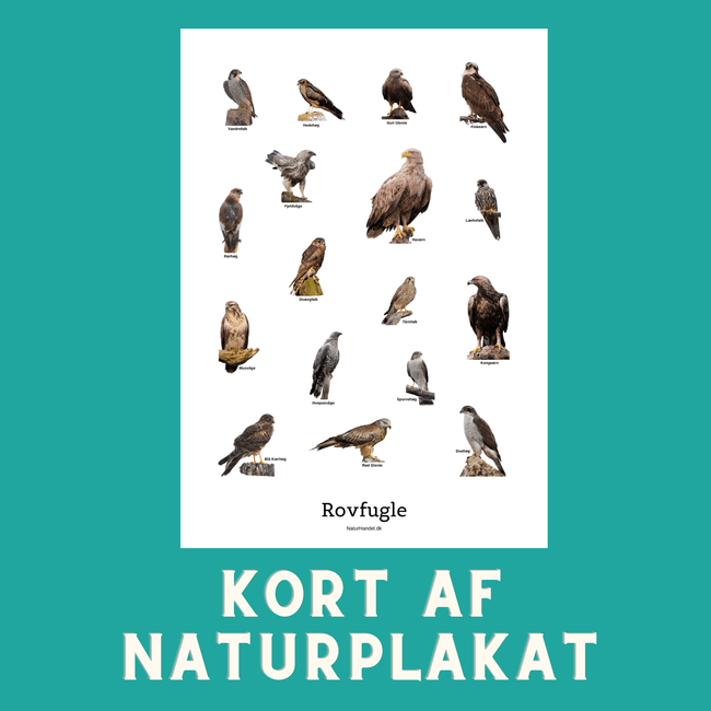 SIDDENDE ROVFUGLE A6 KORT - NaturHandel.dk