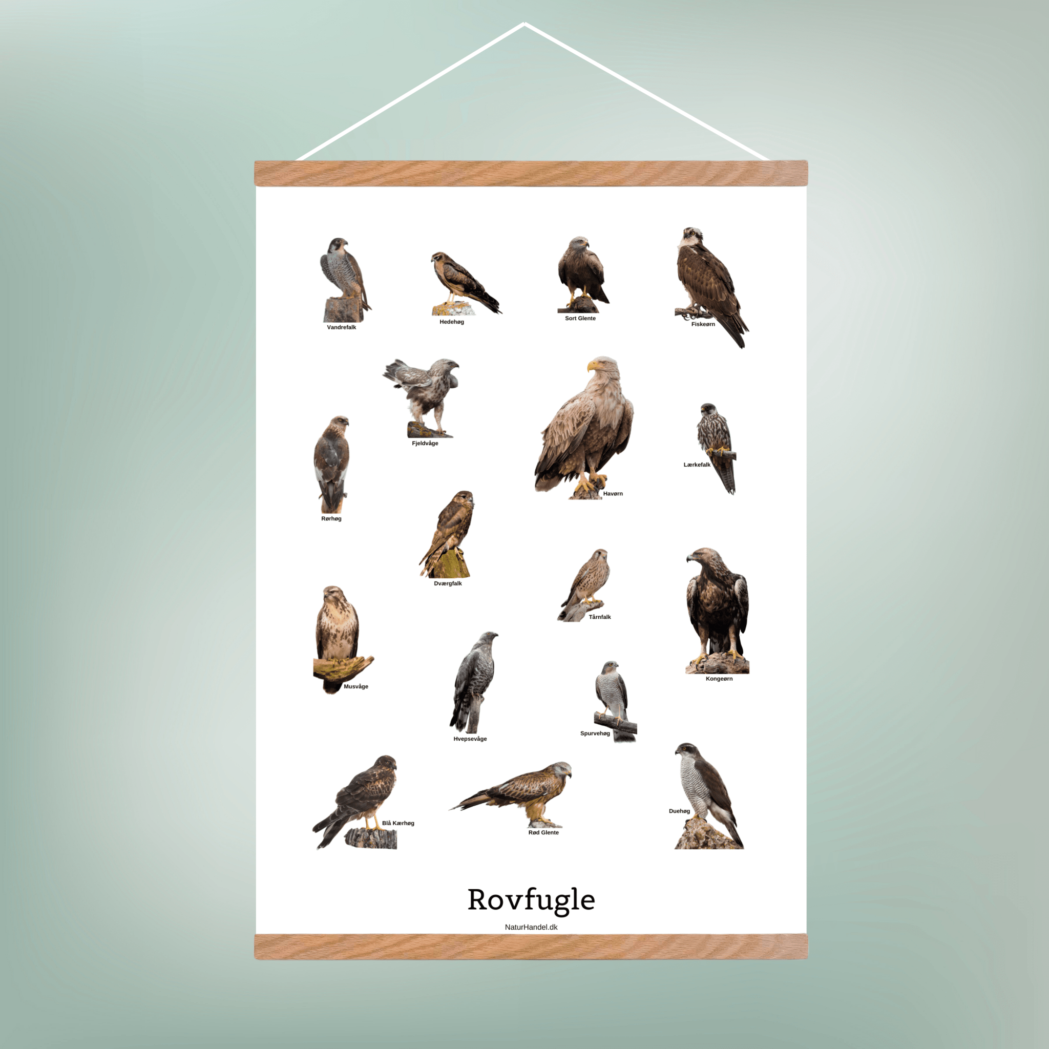 Siddende Rovfugle Plakat - NaturHandel.dk