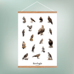 Siddende Rovfugle Plakat - NaturHandel.dk