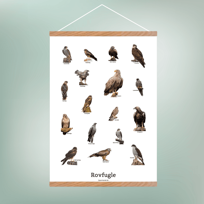 Siddende Rovfugle Plakat - NaturHandel.dk