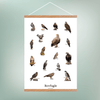 Siddende Rovfugle Plakat - NaturHandel.dk