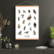 Siddende Rovfugle Plakat - NaturHandel.dk
