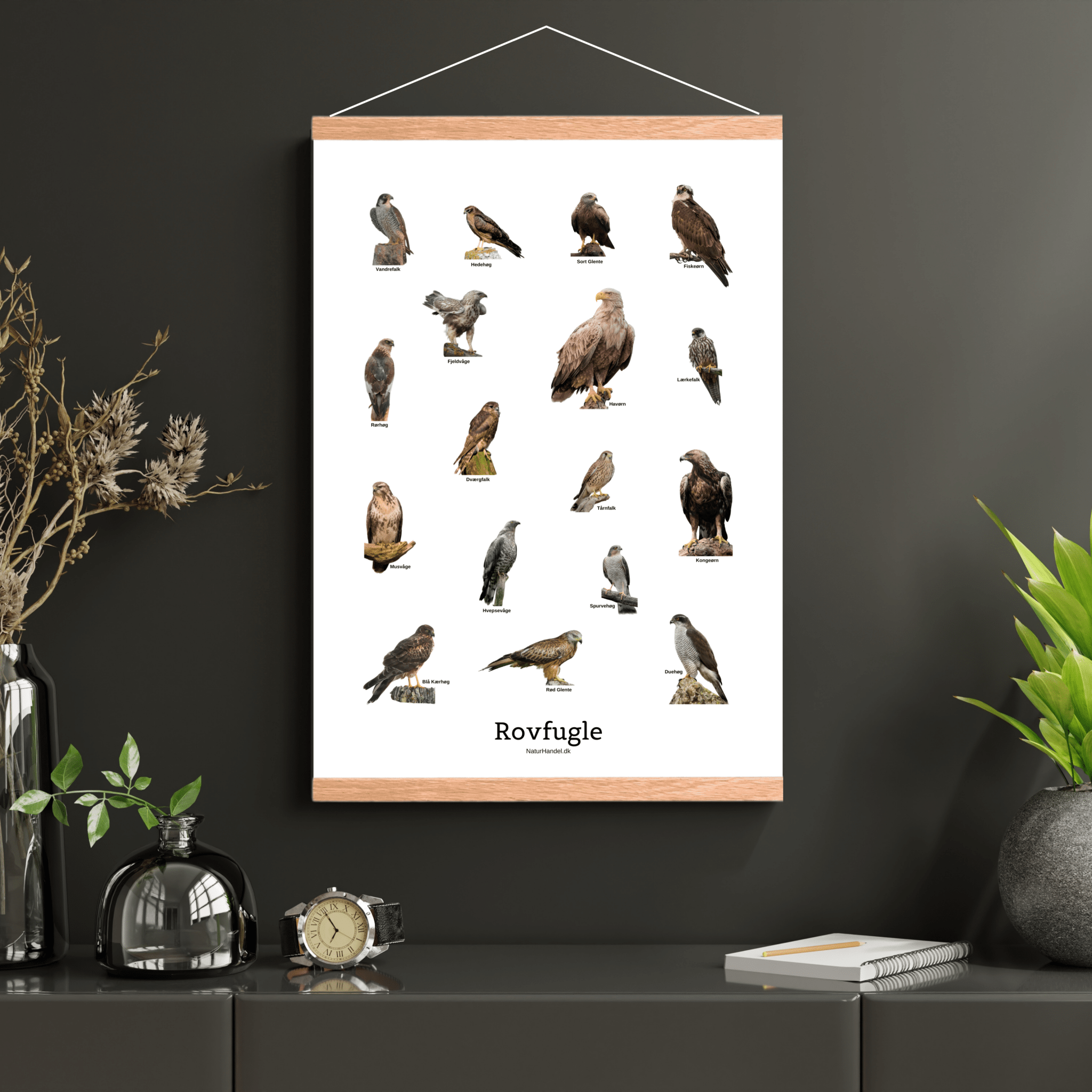 Siddende Rovfugle Plakat - NaturHandel.dk