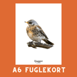 SJAGGER A6 FUGLEKORT - PR. STK. - NaturHandel.dk