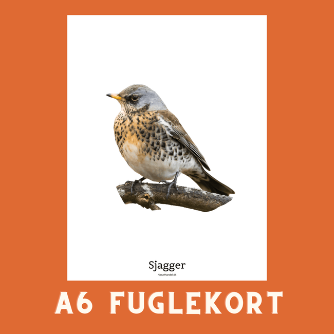 SJAGGER A6 FUGLEKORT - PR. STK. - NaturHandel.dk