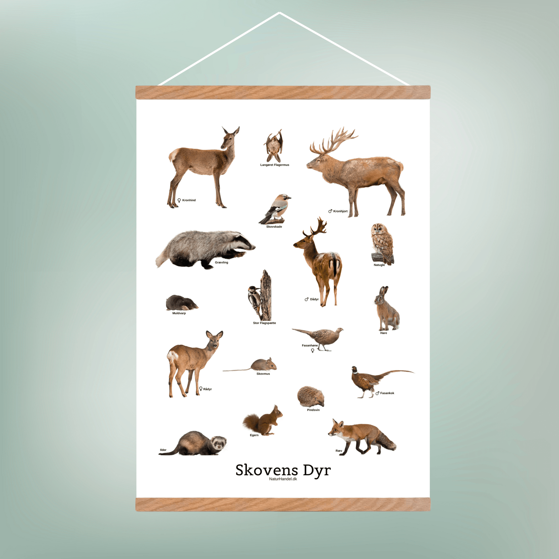 Skovens Dyr Plakat - NaturHandel.dk