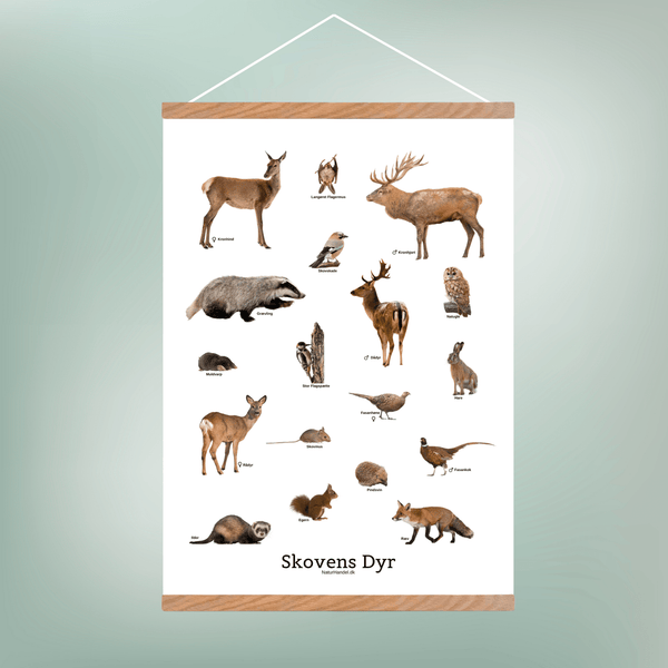 Skovens Dyr Plakat - NaturHandel.dk