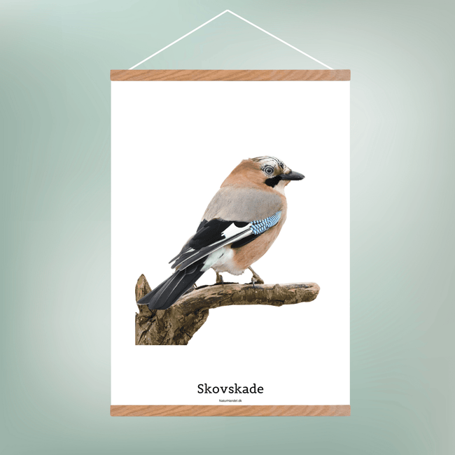 Skovskade - NaturHandel.dk