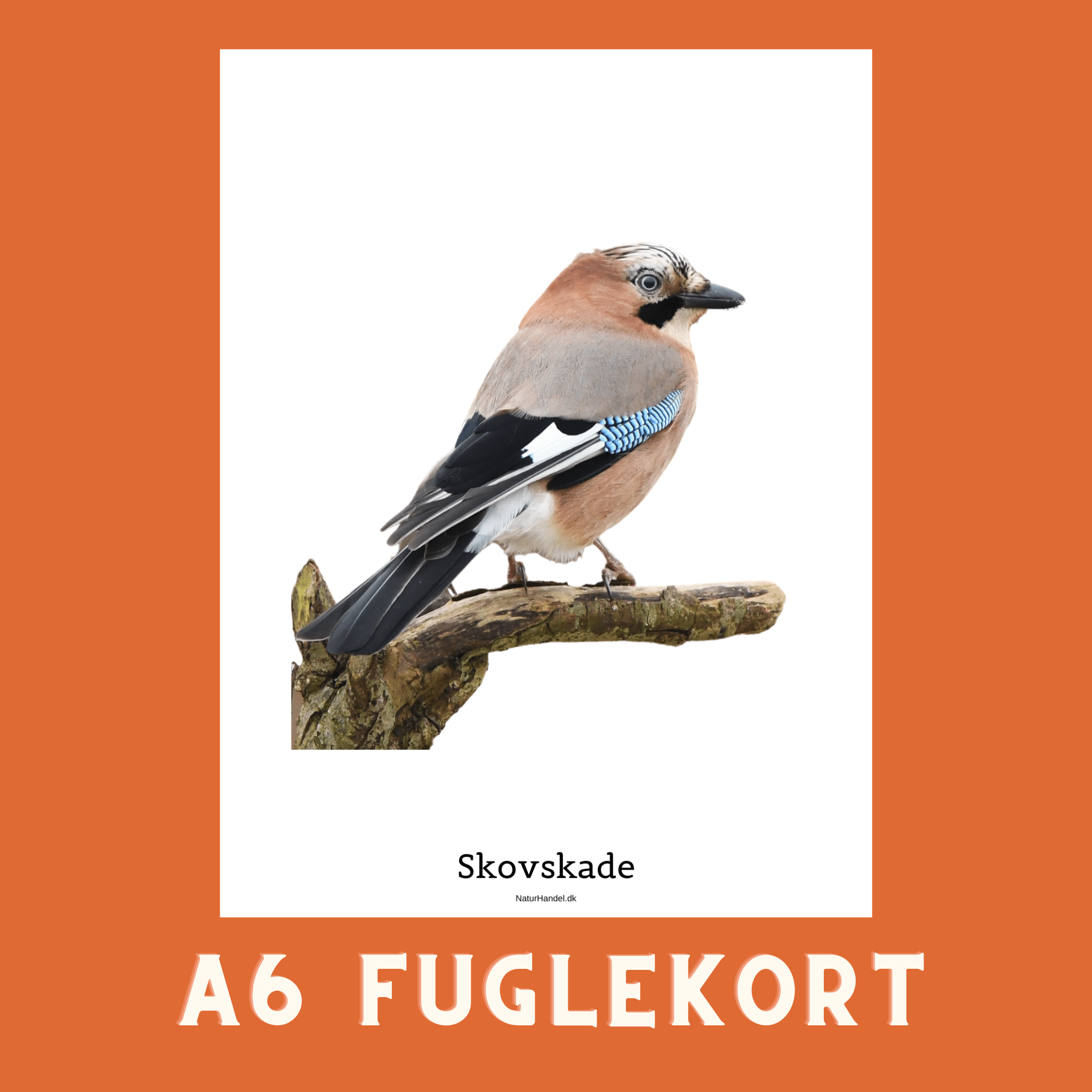 SKOVSKADE A6 FUGLEKORT - PR. STK. - NaturHandel.dk