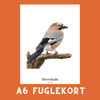 SKOVSKADE A6 FUGLEKORT - PR. STK. - NaturHandel.dk