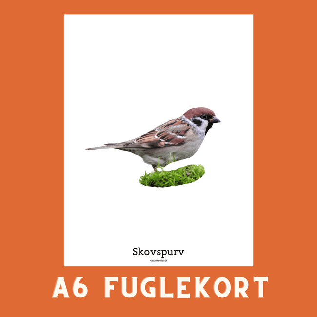SKOVSPURV A6 FUGLEKORT - PR. STK. - NaturHandel.dk