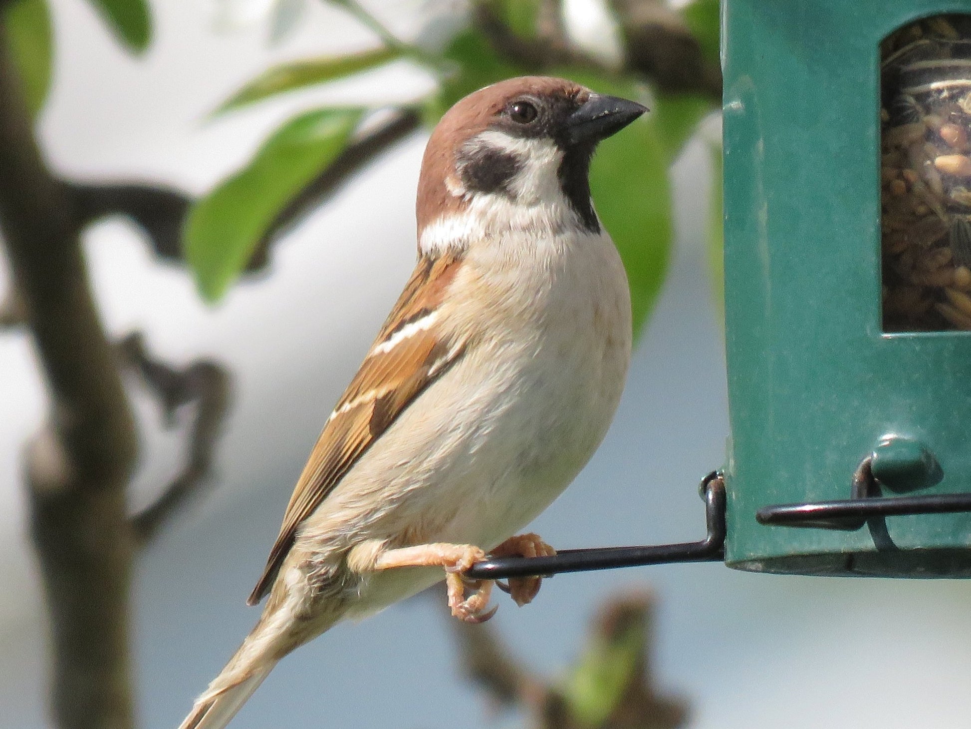 Skovspurv DecoBird - NaturHandel.dk