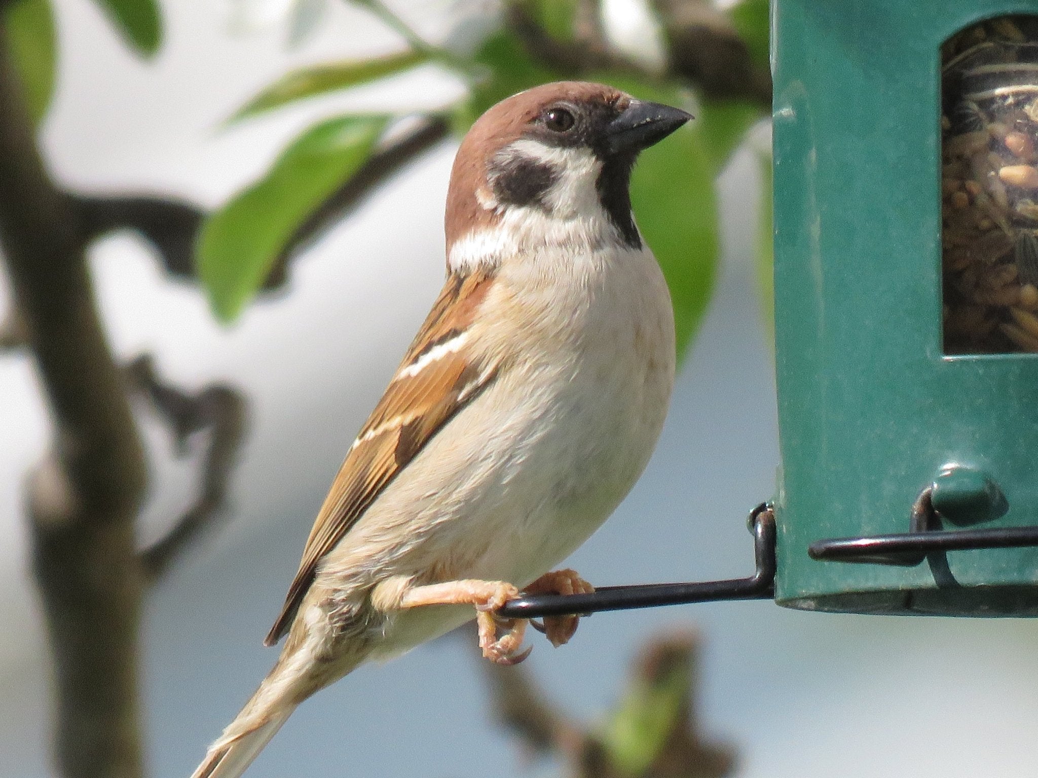 Skovspurv DecoBird - NaturHandel.dk