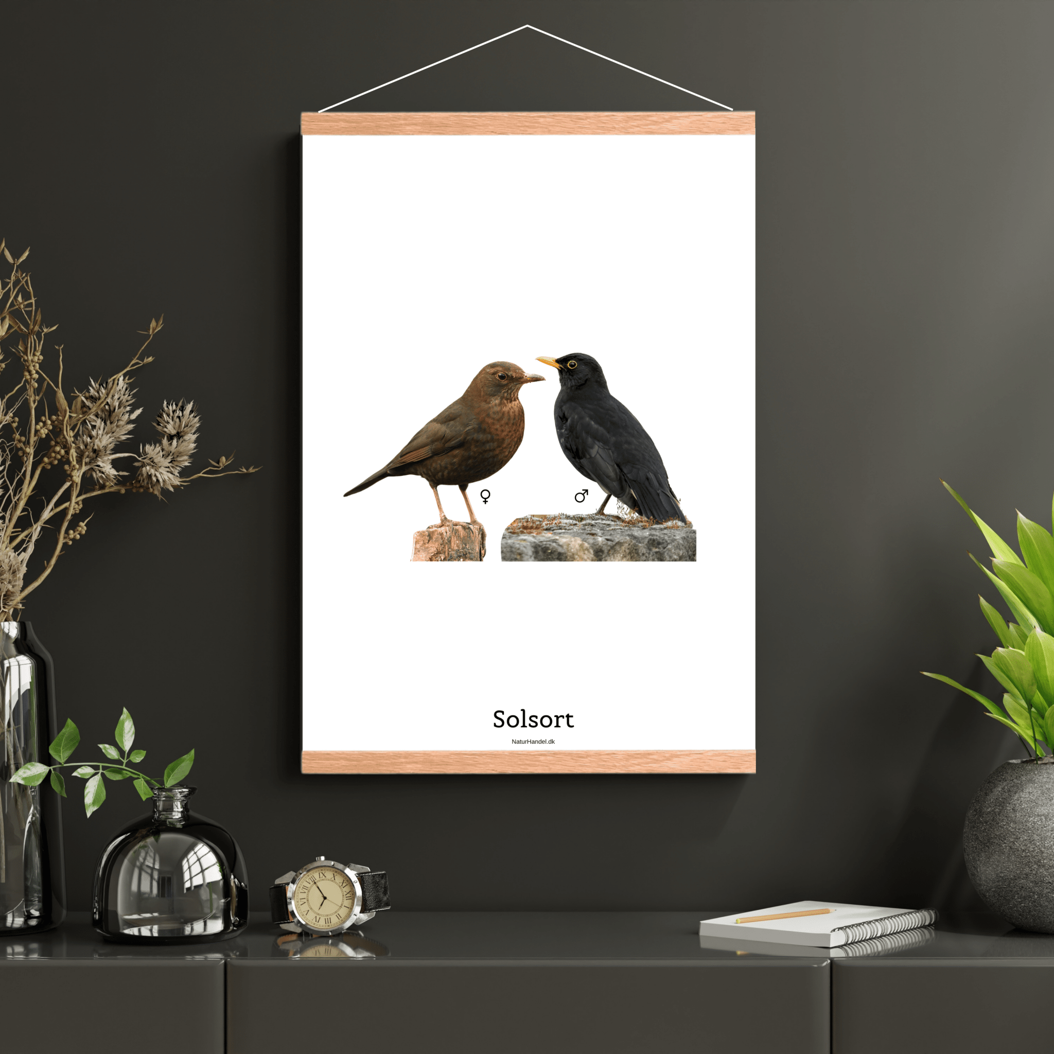 Solsort - NaturHandel.dk
