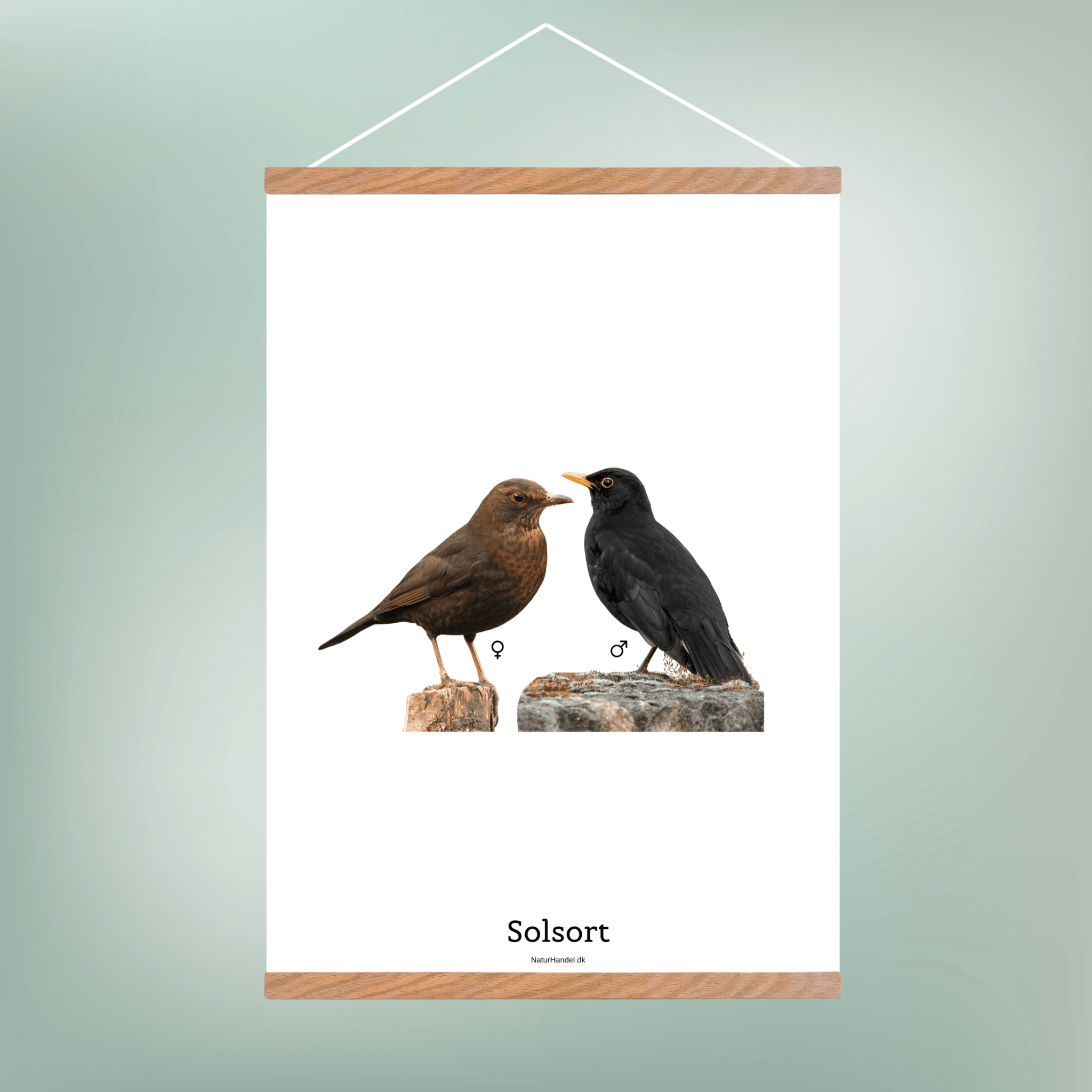 Solsort - NaturHandel.dk