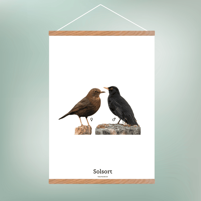 Solsort - NaturHandel.dk