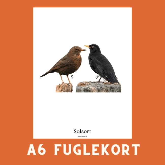 SOLSORT A6 FUGLEKORT - PR. STK. - NaturHandel.dk