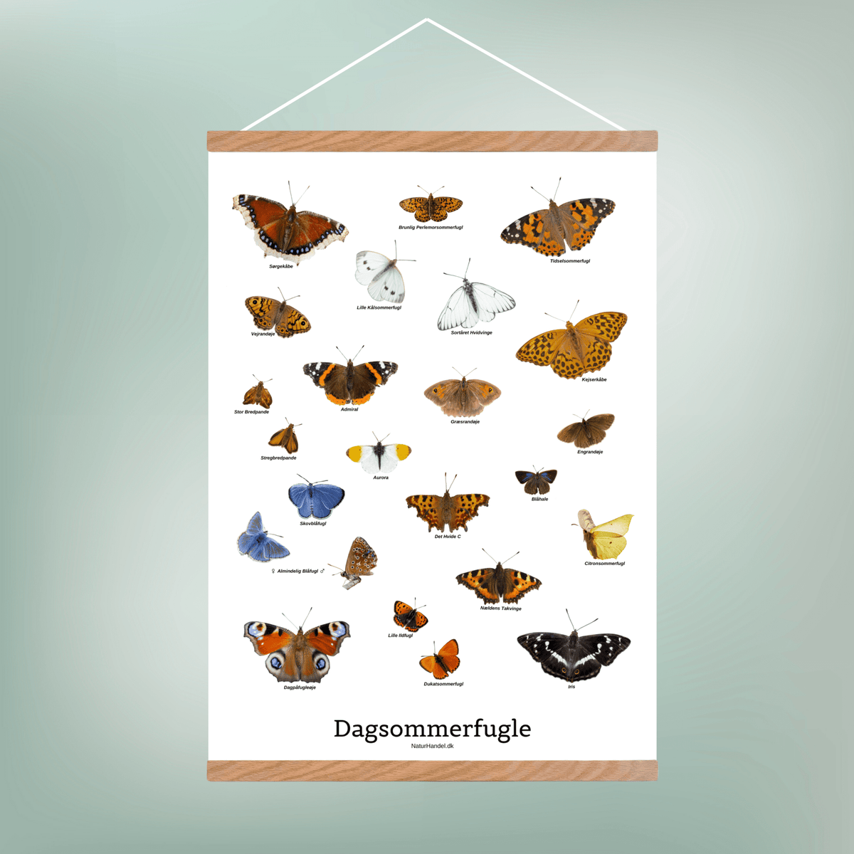 Sommerfugle Plakat - NaturHandel.dk