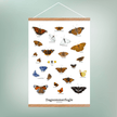 Sommerfugle Plakat - NaturHandel.dk
