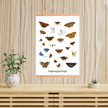 Sommerfugle Plakat - NaturHandel.dk
