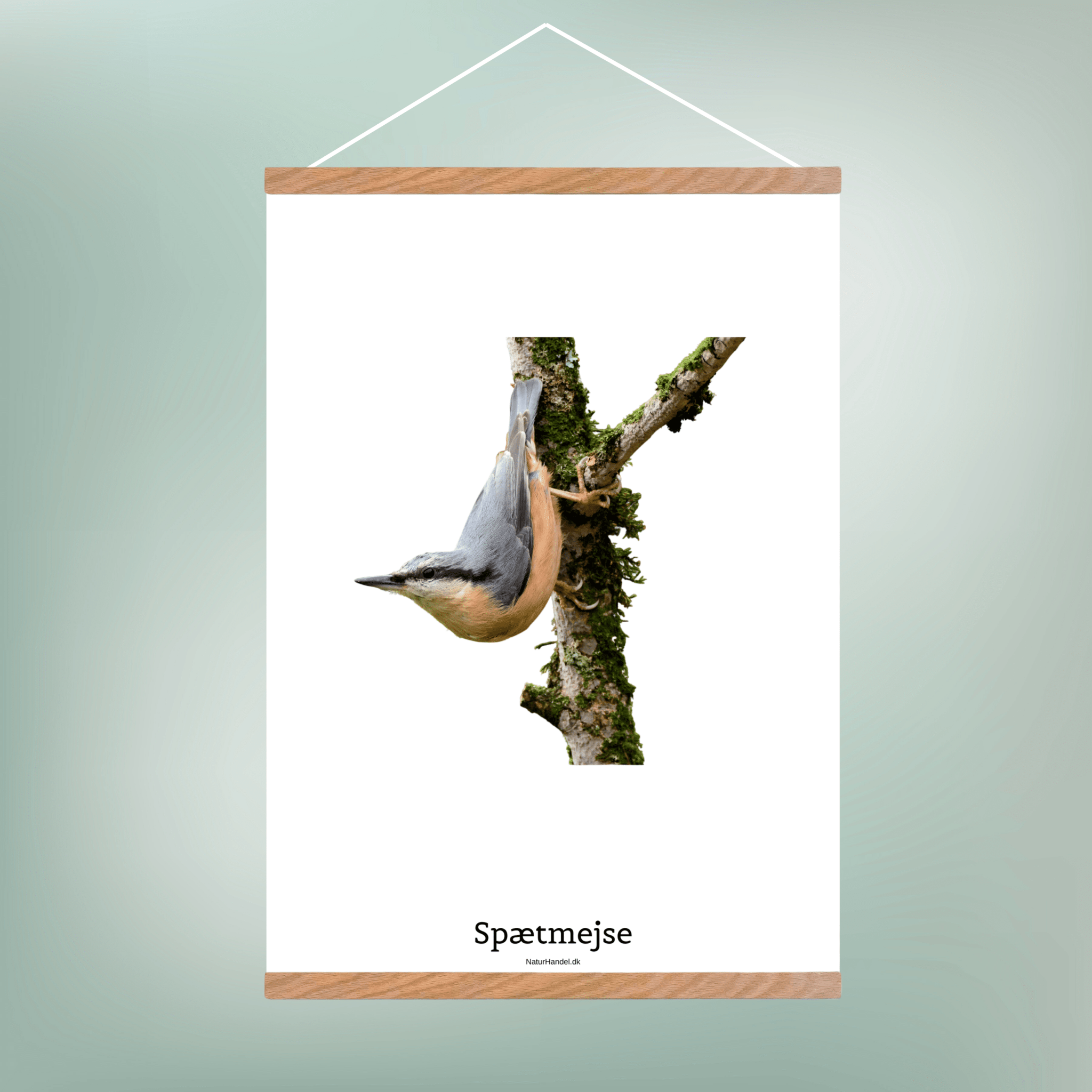 Spætmejse - NaturHandel.dk