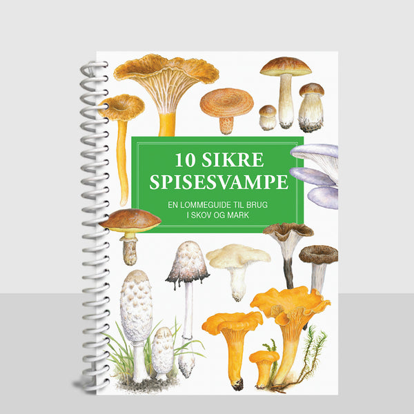 Lommeguide: 10 sikre spisesvampe