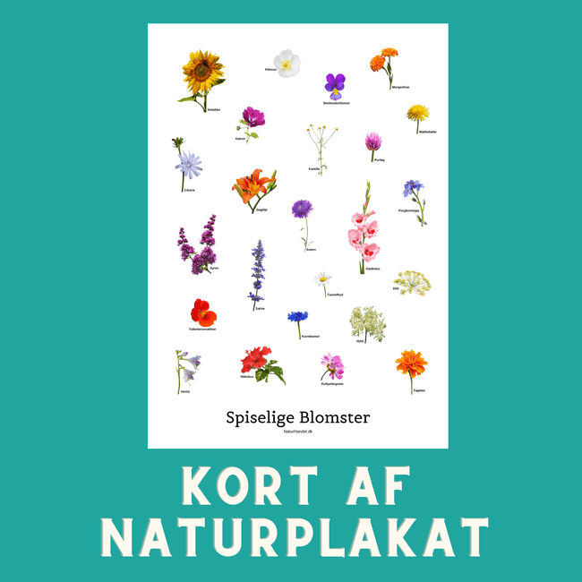 SPISELIGE BLOMSTER A6 KORT - NaturHandel.dk